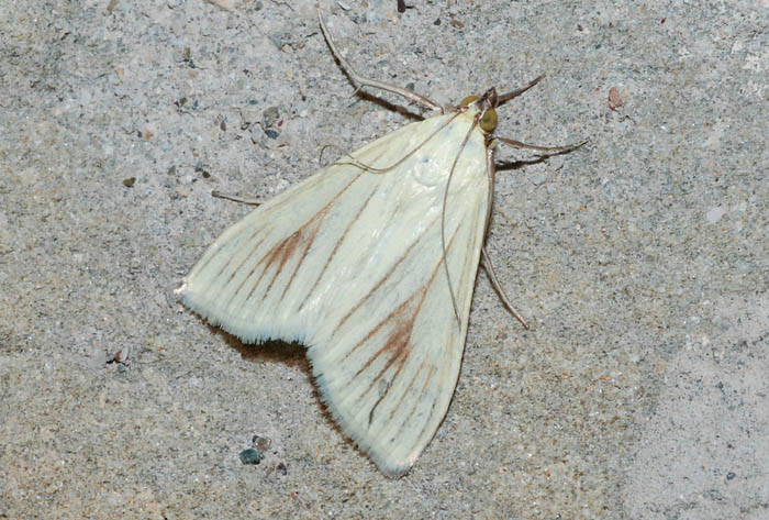 Crambidae 4° - Sitochroa palealis